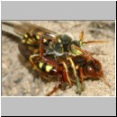 Nomada lathburiana - Wespenbiene 08b 10mm Paarung.jpg